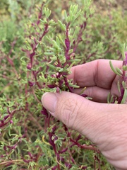 Neobassia proceriflora