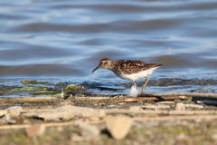 Calidris minutilla