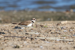 Charadrius vociferus