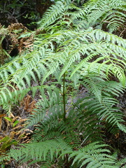 Pteridium aquilinum wightianum