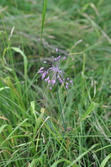 Allium carinatum