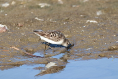 Calidris minutilla