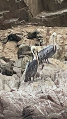 Pelecanus thagus
