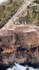 Spheniscus humboldti