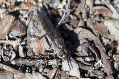 Rhadiurgus variabilis