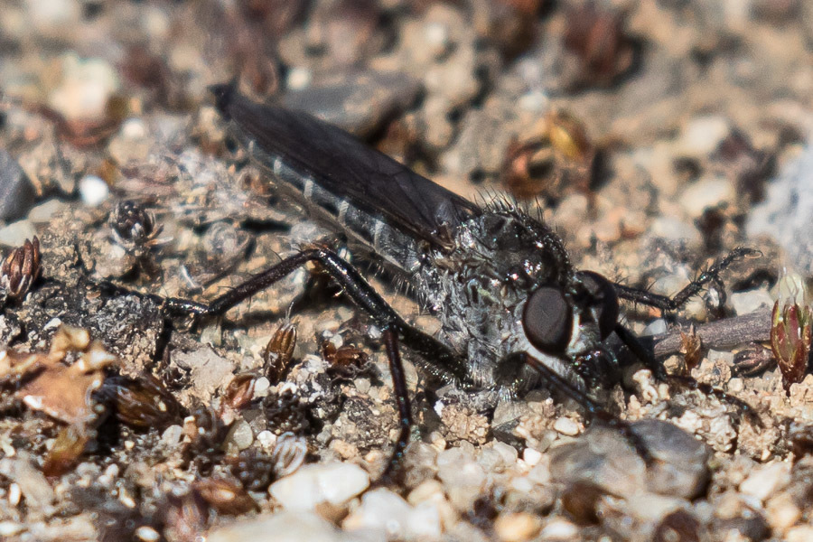 Rhadiurgus