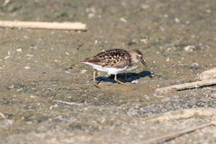 Calidris minutilla