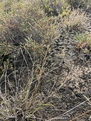Sporobolus actinocladus