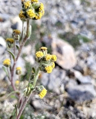 Artemisia arctica