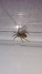 Oecobius cellariorum