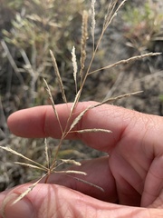 Sporobolus actinocladus