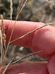 Sporobolus actinocladus