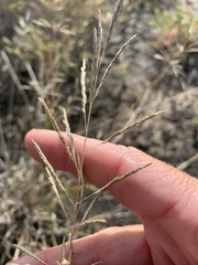 Sporobolus actinocladus