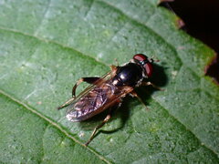 Chalcosyrphus metallicus