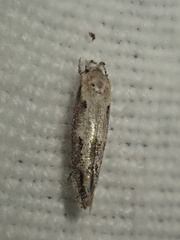 Mompha brevivittella