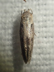 Mompha brevivittella