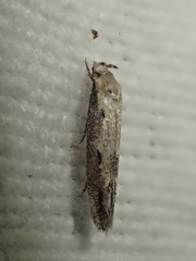 Mompha brevivittella