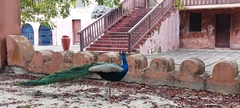 Pavo cristatus