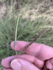 Dichanthium fecundum