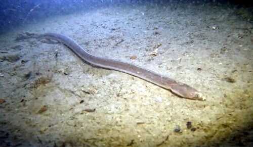 Reed snake eel (Cirrhimuraena calamus) — Ophichthidae — 4