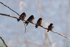 Hirundo rustica