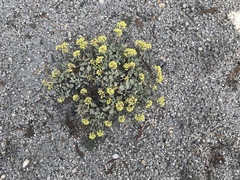 Oligogonum
