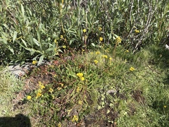 Ivesia lycopodioides