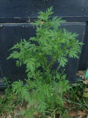 Lepidium sativum