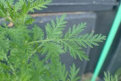 Lepidium sativum