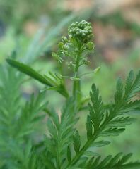 Lepidium sativum