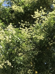 Styphnolobium japonicum