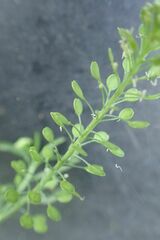 Lepidium sativum
