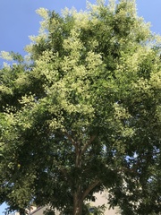 Styphnolobium japonicum