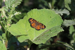 Phyciodes tharos