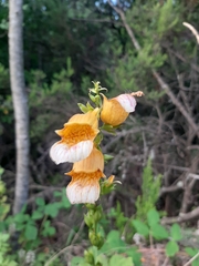 Digitalis laevigata