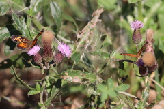 Phyciodes tharos