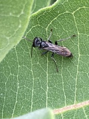 Lyroda