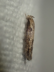 Mompha brevivittella