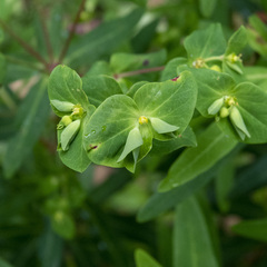 Euphorbia rothiana