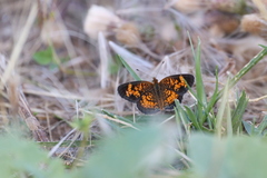 Phyciodes tharos