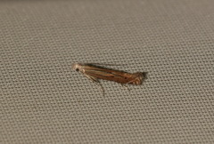 Isophrictis striatella