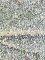 Erysiphe cruciferarum