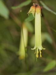 Correa reflexa lobata