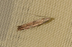 Isophrictis striatella