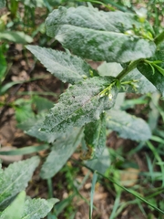 Erysiphe cruciferarum