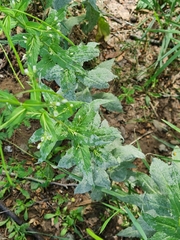 Erysiphe cruciferarum