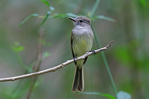 Flammulated Flycatcher (Ramphotrigon flammulatum), photo 9