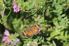 Phyciodes tharos