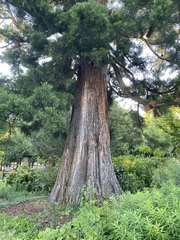 Sequoiadendron giganteum