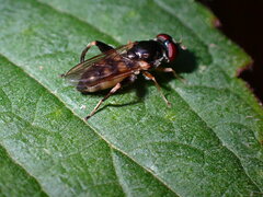 Chalcosyrphus metallicus